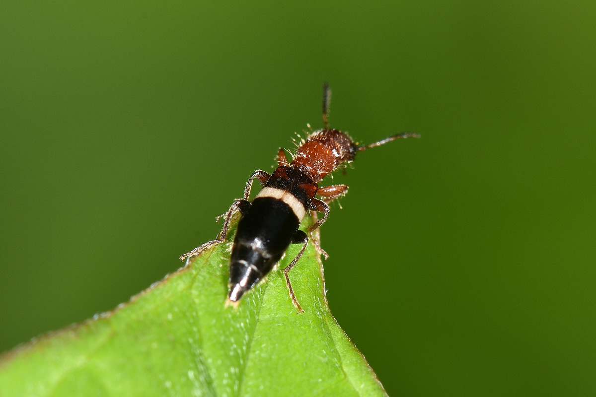 Cleridae?  S,  Denops albofasciatus